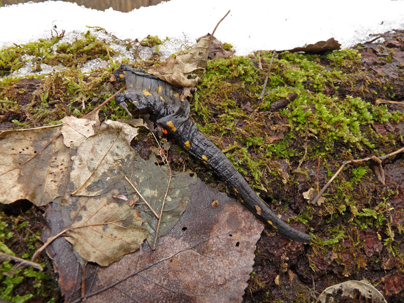 Salamandra salamandra predata
